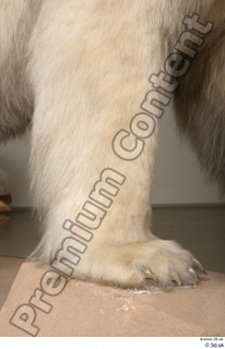 Polar bear leg 0013.jpg